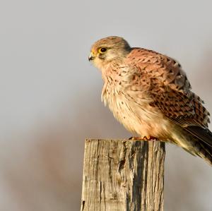 Common Kestrel