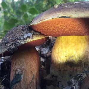 Dotted-stem Bolete