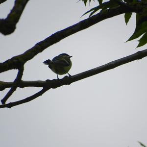 Great Tit