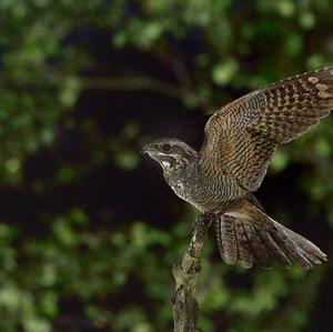 Eurasian Nightjar