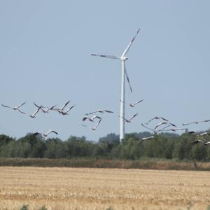 Kranich