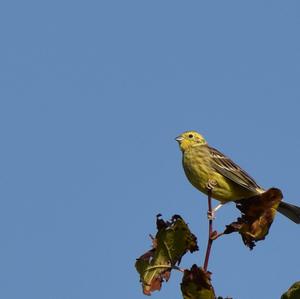 Yellowhammer