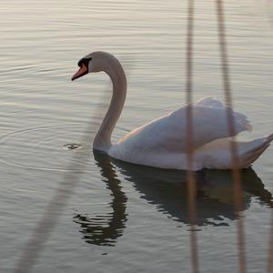 Mute Swan