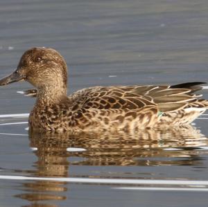 Common Teal