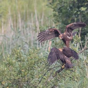 Western Marsh-harrier