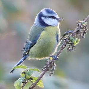 Blue Tit