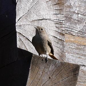 Black Redstart