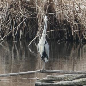 Grey Heron