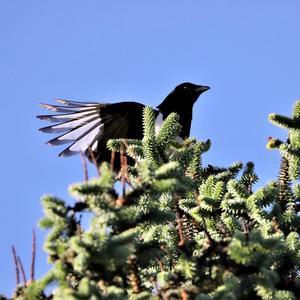 Black-billed Magpie