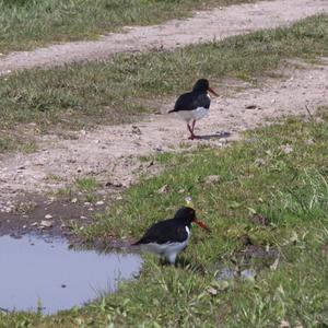 Eurasian Oystercatcher