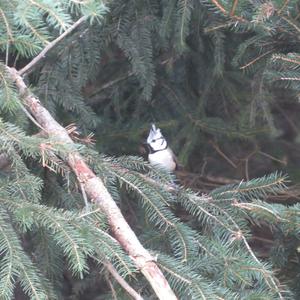 Crested Tit