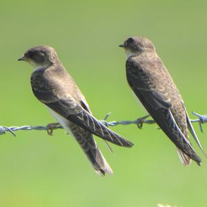 Sand Martin