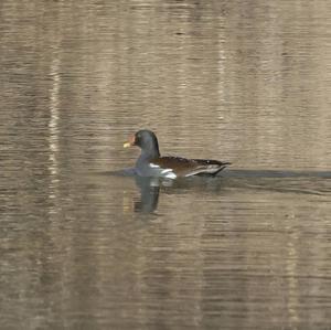 Common Moorhen