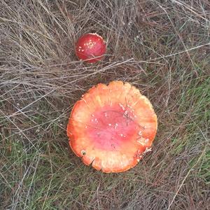 Fly Agaric