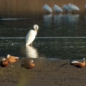 Ruddy Shelduck