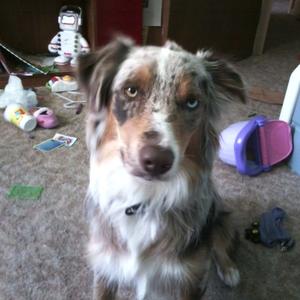 Australian Shepherd