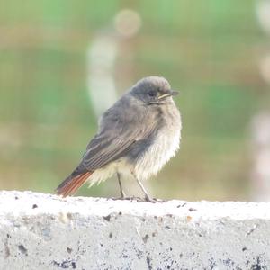 Black Redstart