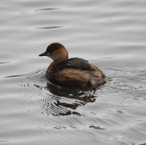 Little Grebe