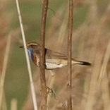 Bluethroat