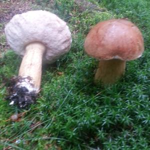 Bitter Bolete