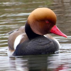 Cinnamon Teal