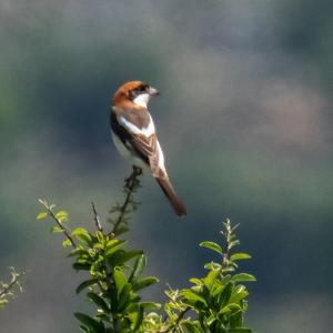 Woodchat Shrike