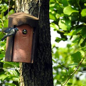 Blue Tit