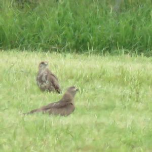 Common Buzzard