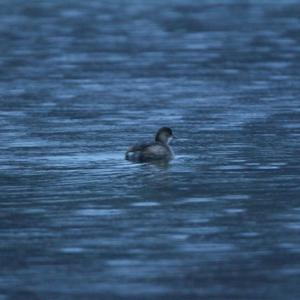 Little Grebe