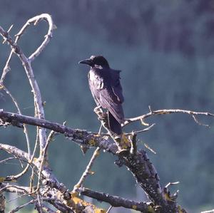 Carrion Crow