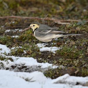 White Wagtail