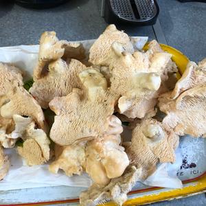 Hedgehog Fungus, Common