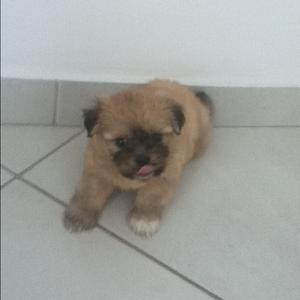 Lhasa Apso