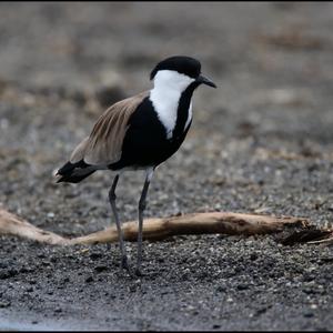 Spur-winged Lapwing