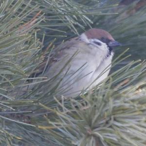 Eurasian Tree Sparrow