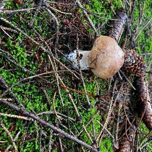 Summer Bolete