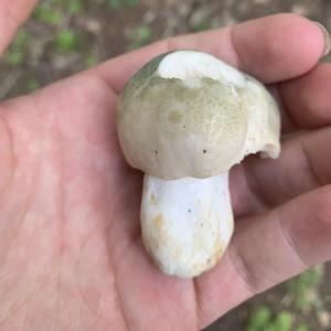 Cracked Green Russula