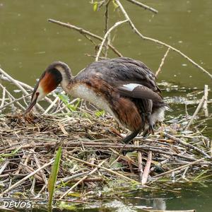 Great Crested Grebe