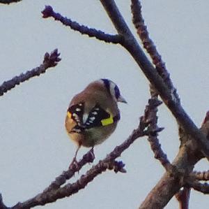 European Goldfinch