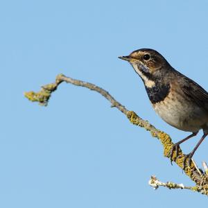 Bluethroat