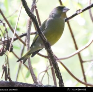 European Greenfinch