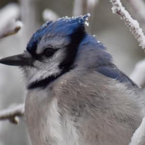 Blue Jay