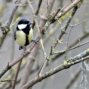 Great Tit