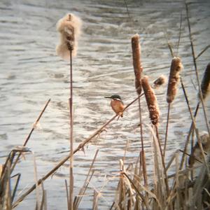 Common Kingfisher