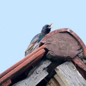 Common Starling