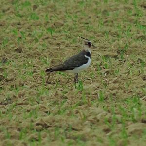 Northern Lapwing