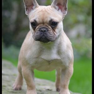 French Bulldog