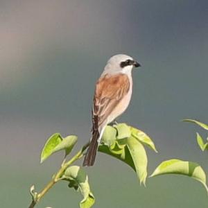 Red-backed Shrike