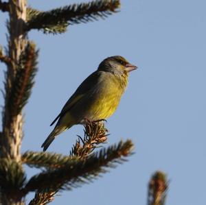 European Greenfinch