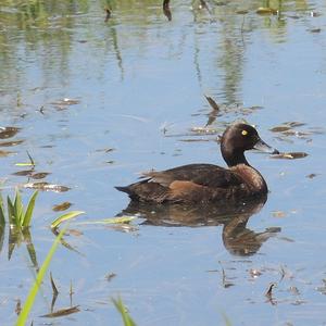 Tufted Duck